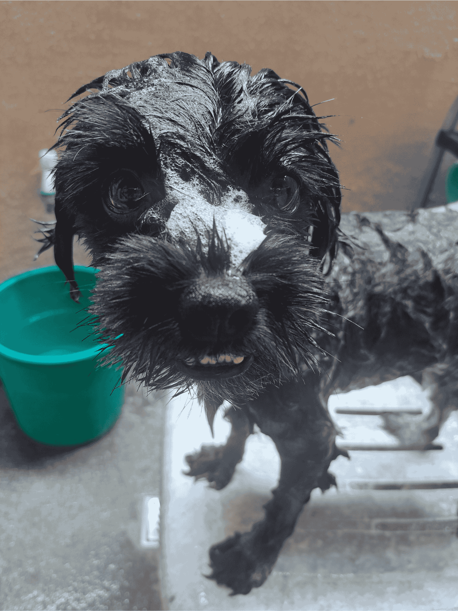 Black shih tzu lathered with soap
