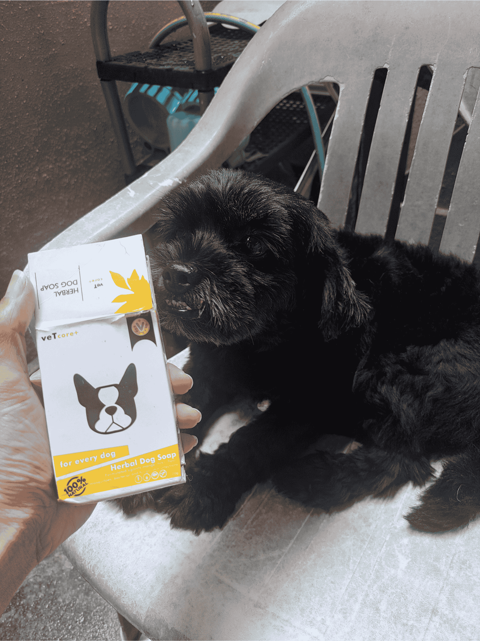 Black shih tzu smelling his bath soap